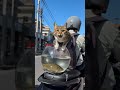 Never Trust A Cat Near Fish 🐟💀🤣
