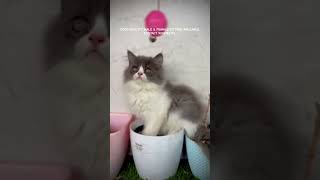 GOOD QUALITY KITTENS AVAILABLE #kitten #cat #pets #cute #kitty #petshub #love #trend #sales #madurai