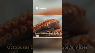 Octopus Intelligence | Smarter Than Mammals