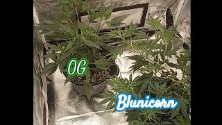 Grow Weed at Home with Indoor Garden OG & Blunicorn #diy #easy #medicalgrow #gas