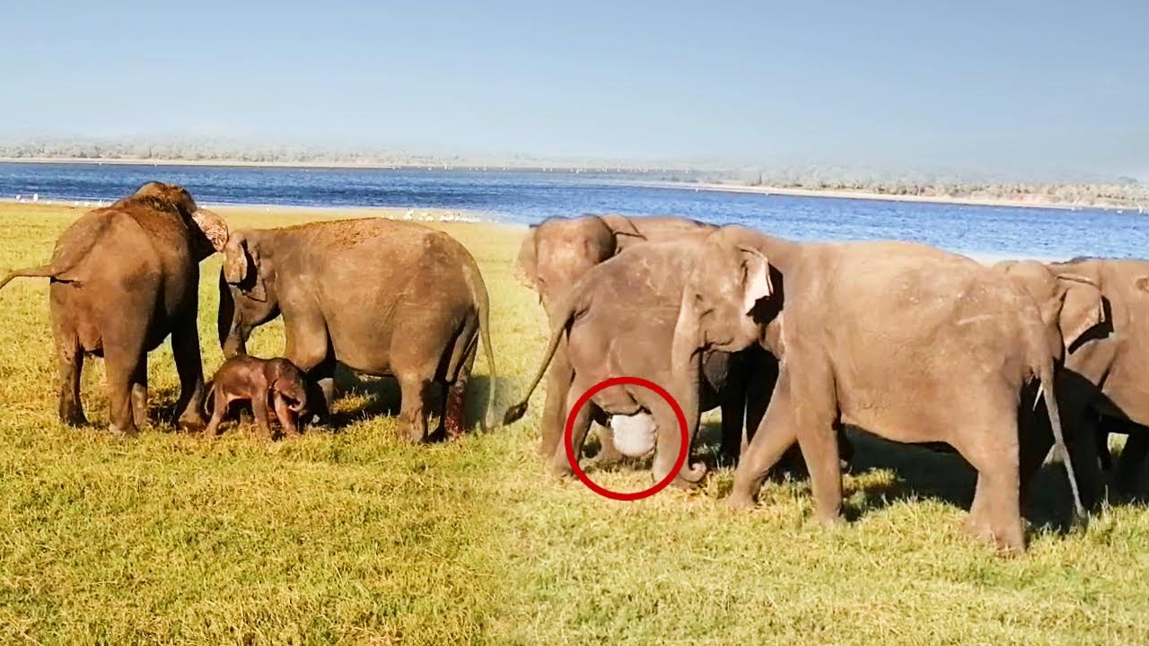 Incredible Moment! Elephant Gives Birth in the Wild | Watch the herd's touching reaction!😍