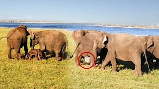 Incredible Moment Elephant Gives Birth In The Wild Watch The Herds Touching Reaction