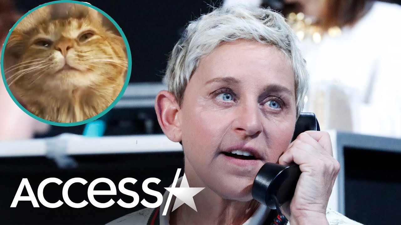 Ellen DeGeneres Gives Internet-Famous Cat A Call In Quarantine