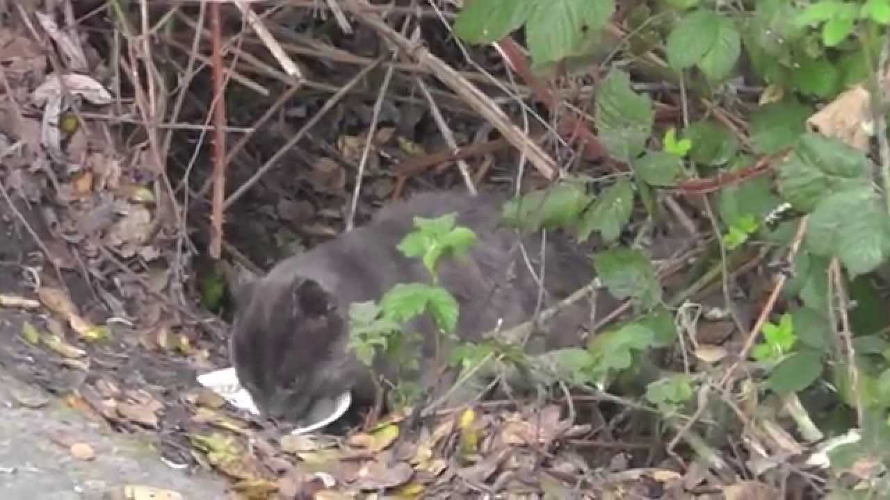 The Cat Colony on Darby Road 
