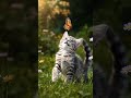 Viral cat dance 🐈 😺 | #funnyanimals #cutepets #animalcartoon #kidsvideo #funnyvideo #trending2025