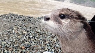 Aty site disappeared by heavy rains, but still a happy otter [Otter life Day 311]【カワウソアティとにゃん先輩】