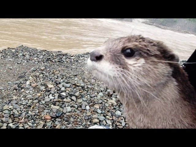 Aty site disappeared by heavy rains, but still a happy otter [Otter life Day 311]【カワウソアティとにゃん先輩】