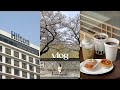 [Vlog] 일상브이로그 | 벚꽃 보러 밤에 경주까지... 벚꽃 엔딩 멈춰! 경주 힐튼호텔, 경주 대릉원 돌담길, 경주 카페솔, 소소한 언박싱, 라퍼지스토어, 노배브 재유 아이크림