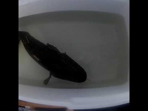 Video: Pencirian Peptida Antioxidatif Yang Disucikan Dari Eelpout Hitam (Lycodes Diapterus) Hidrolisis