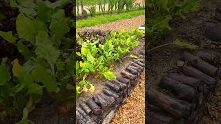Высокий огород своими руками из брёвен. #shortvideo