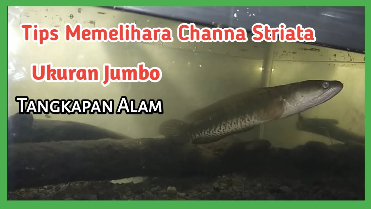 Cara Merawat Channa Striata atau ikan gabus Jumbo.