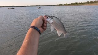 How to use the Thump'em Up Fishing Thumper to Catch More Stripers, Sandbass  and Hybrids! 