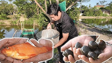 Hợp tác xã thủy sản Dương Tiến || Điểm đến uy tín của bà con chăn nuôi. @trại-giống-hà-nam