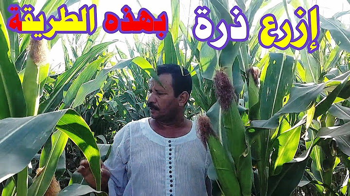ازرع الذرة الشامية بهذه الطريقة☝انتاج وأرباح☝️☝