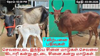7-விற்பனை பதிவுகள்.செவலை,வட இந்திய சினை மாடுகள்.செவலை கிடாரி கன்று.குட்டை சினை,கன்று மாடுகள்.