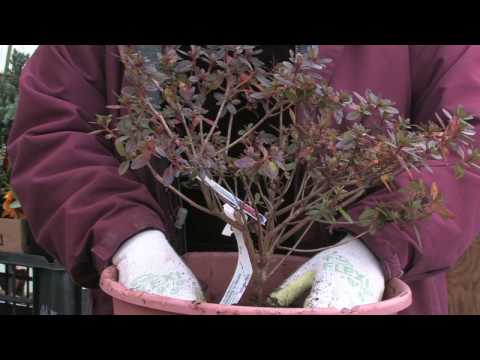 Video: Azalea (Azalea), Variety Selection, Growing Conditions At Home - 1
