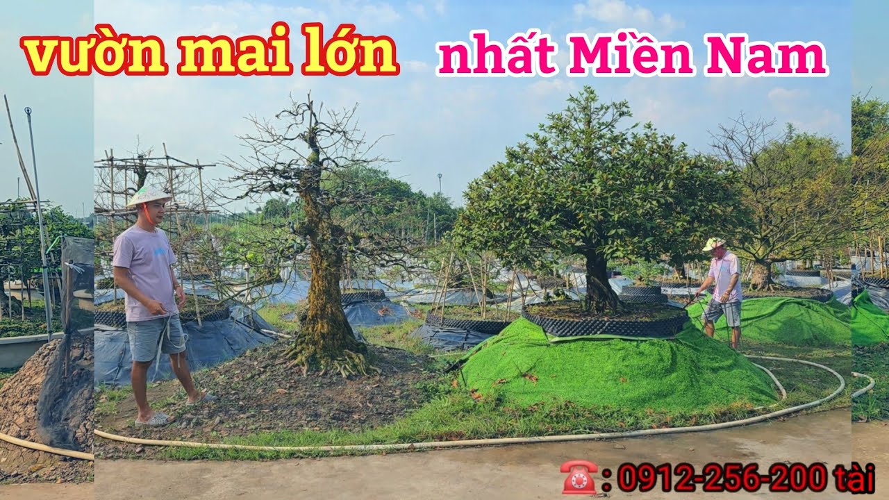 Vườn mai lớn nhất Miền Nam | mai vàng miền nam | ngày 28/1/2026