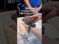 【関西でここだけ！？】ウミガメだらけの水族館がヤバすぎた！