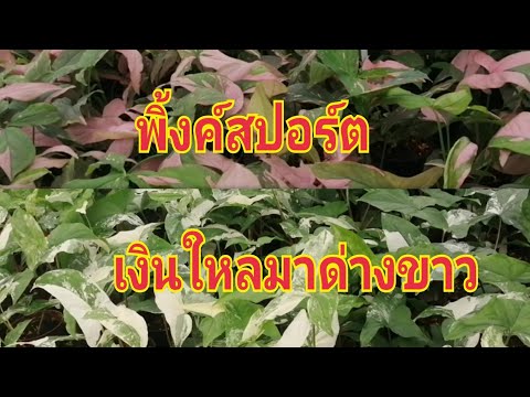 ผลสลากกินแบ่งรัฐบาล วันที่ 1 พย. 2567 ผลสลากกินแบ่งรัฐบาล วันที่ 1 พย. 2567