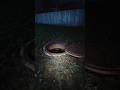 Don't Ever Keep the Manhole open OR ... #scary #horror #shorts #viral #fyp