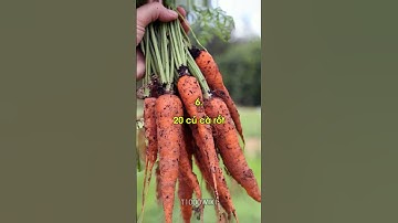 Top 10 thứ đừng dại mà ăn quá nhiều để tránh ra đi mãi mãi.#top10 #shorts