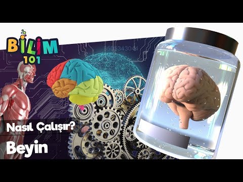 BEYİN NASIL ÇALIŞIR? 🧠 Bilim 101