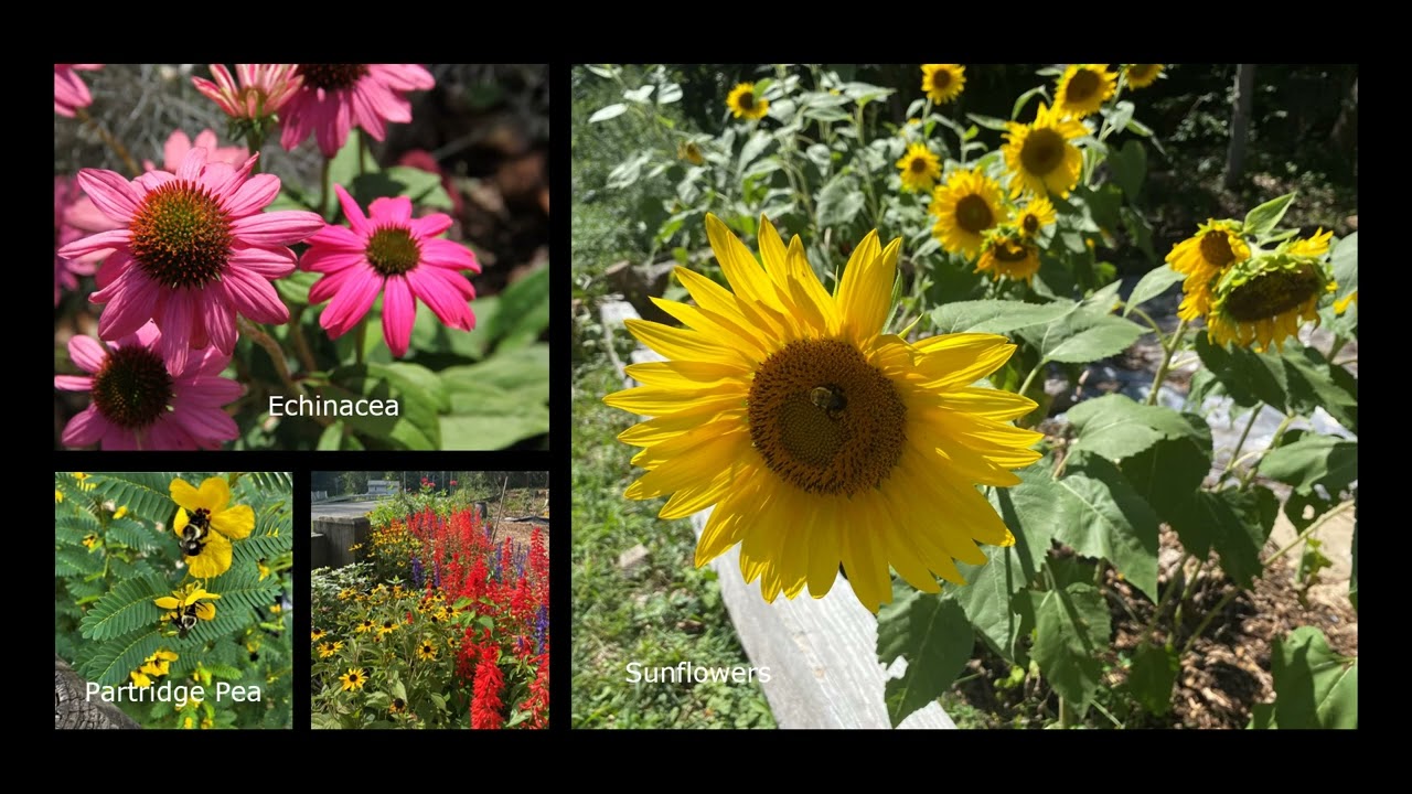 The Cheshire Pollinator Pathway Story