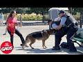 Dog protects owner from cops  just for laughs gags
