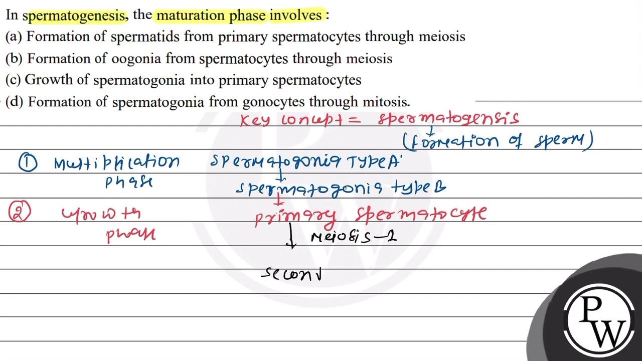 In spermatogenesis, the maturation phase involves:
(a) Formation of...