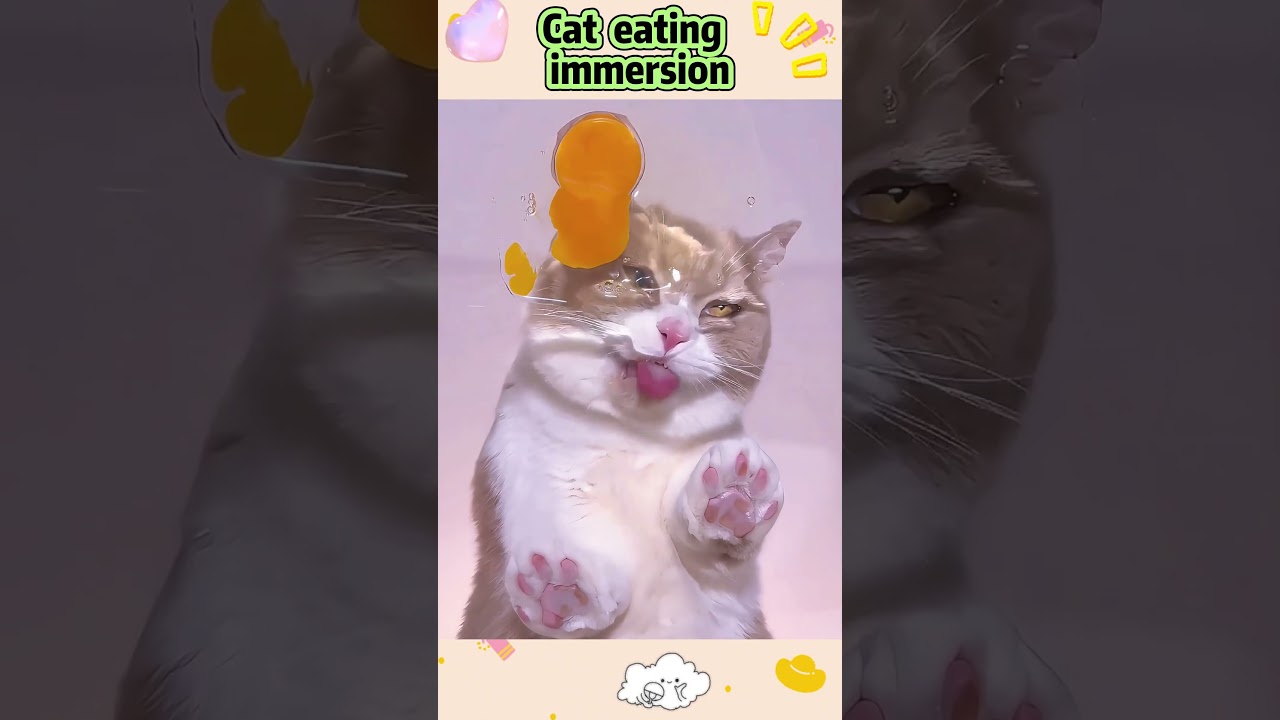 Cat eating immersion 