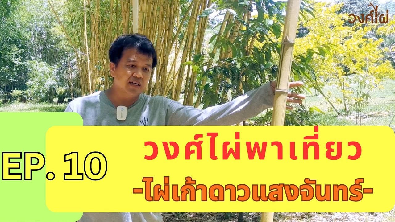 ไผ่เก้าดาวแสงจันทร์ วงศ์ไผ่พาเที่ยวนอกสถานที่ EP. 10