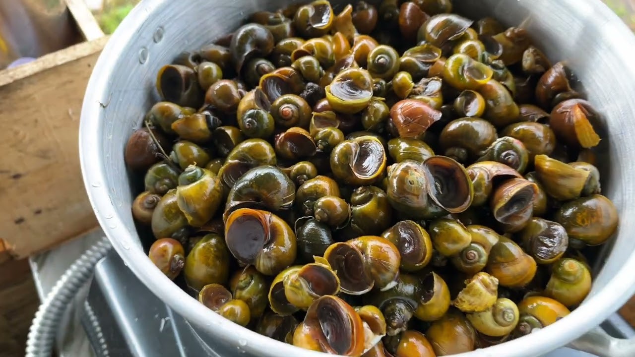 Masak sambel keong emas 🔥