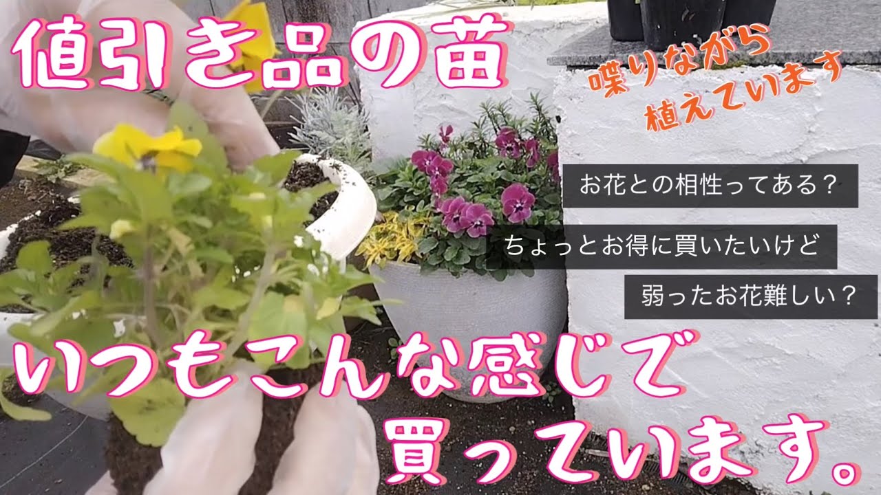値引き品の苗の選び方サクッと話します！【前編】 - YouTube