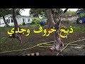 الحلقة الحادية والعشرون ذبح خروف وجدي الحلقة الحادية والعشرون ذبح خروف وجدي