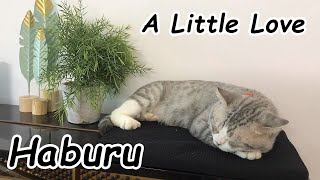 A Little Love - Meow Piano Cover by Haburu 13,786 views 2 years ago 3 minutes, 38 seconds