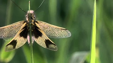 Amazing Insects