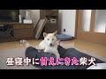 甘えたくて飼い主の昼寝中に足の間にきたカワイイ柴犬ノン