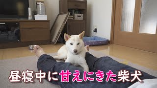 甘えたくて飼い主の昼寝中に足の間にきたカワイイ柴犬ノン