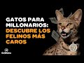 Top 15 gatos ms caros del mundo