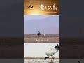 仙鳥の愛の物語 | iPanda パンダ楽園 #shorts