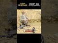 50 Years of Gold Hunting: The Metal Detector Trick Nobody Tells You
