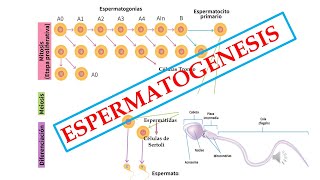 Espermiogénesis Explicada Fácil: Cómo se Forma el Espermatozoide