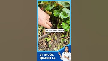 Ba điều lưu ý khi sử dụng rau diếp cá ?