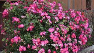 Non Solo Carnico. Alla Scoperta Di Trasaghis