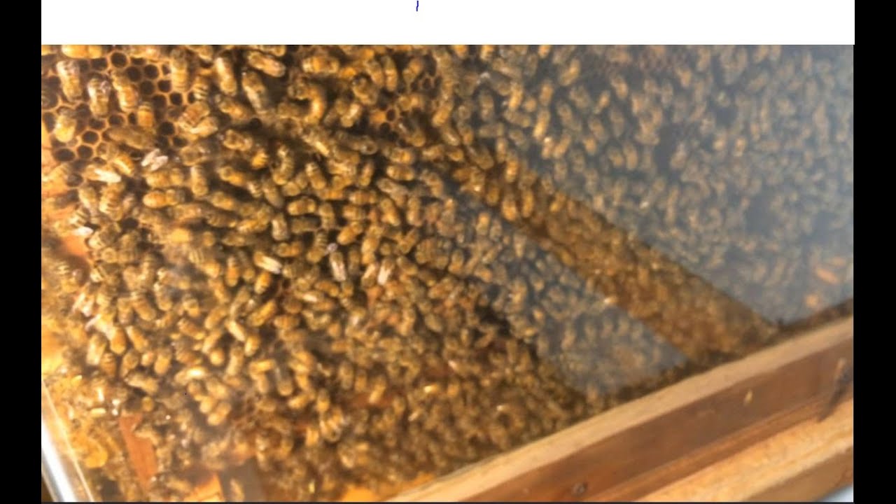 Unusual Beeyard Update