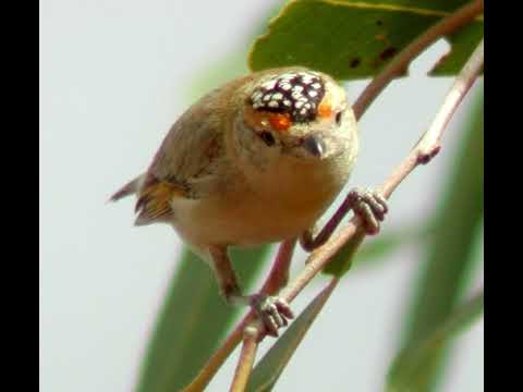 Canto do pardalote de sobrancelha vermelha | Pássaros Org