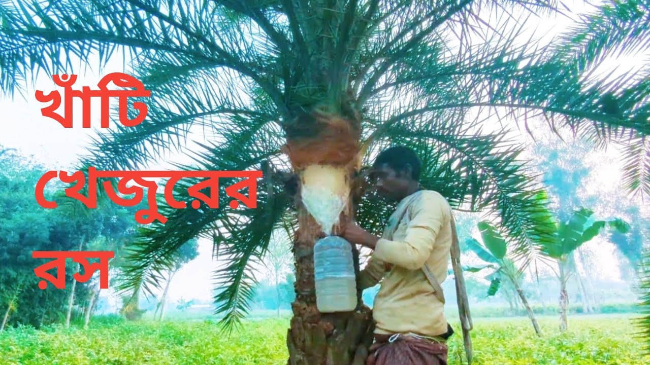 কিভাবে সংগ্রহ করা হয় খাঁটি খেজুরের রস? | বাস্তব দৃশ্য 