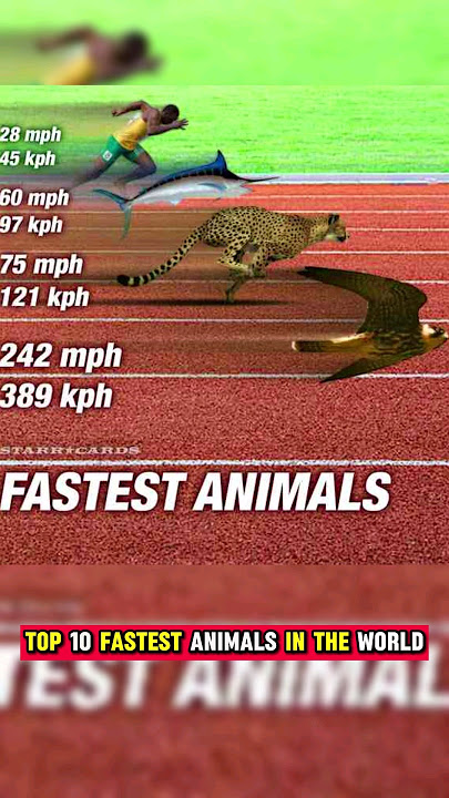 Top 10 fastest animals in the world 🌎   #falcon #cheetah #sailfish #horse #fish #rabbit #shortvideo