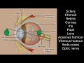 Anatomy of eye#eye#eye for sac cgl#viral shots #shortsfeed#trending