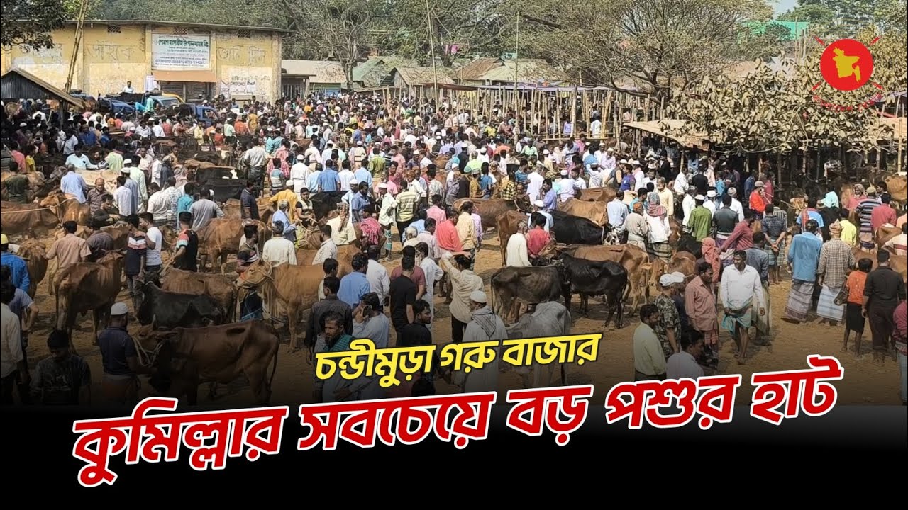 চন্ডীমুড়া গরু বাজার | কুমিল্লার সবচেয়ে বড় পশুর হাট | ঈদুল আজহা | কোরবানির ঈদ | Cumilla | কুমিল্লা